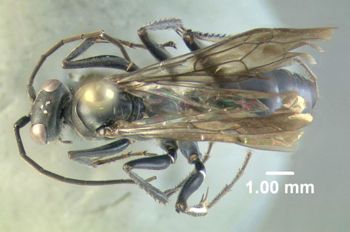 Media type: image;   Entomology 600324 Aspect: habitus dorsal view